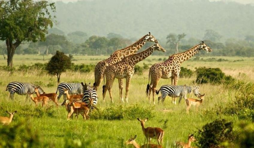 Wildlife Tour